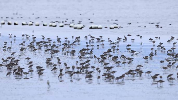 深圳湾的黑尾塍鹬、鹬鸻、滩涂上的鸟群