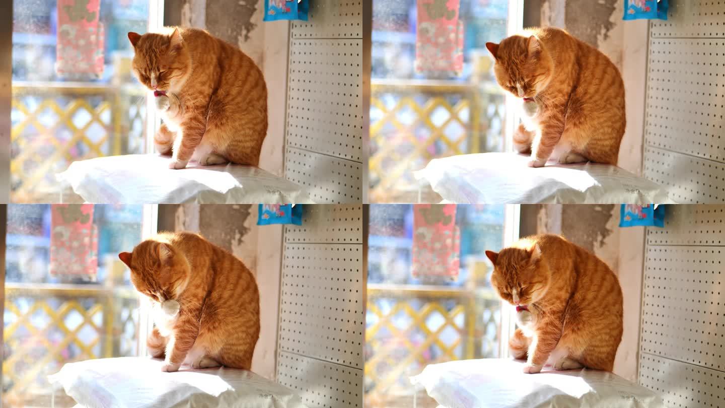橘猫洗脸升格