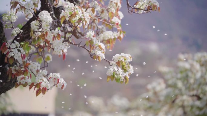 梨树梨花飘落