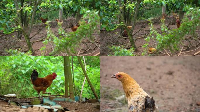 原生态散养土鸡走地鸡