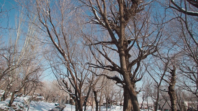 冬日枯树雪景