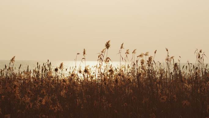 夕阳湖面芦苇草