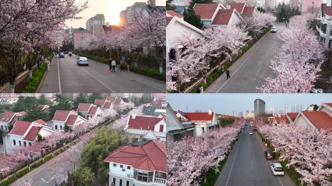 青岛西海岸阳江路春天樱花4K