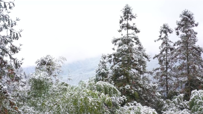 冬天下雪雪景生态竹林树林原创4K视频
