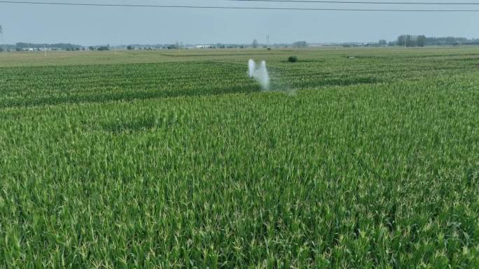 喷灌现代化种植高标准农田滴灌玉米抗旱灌溉