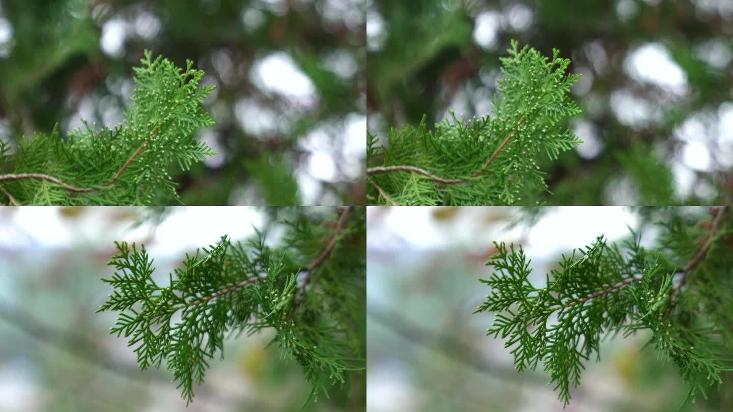 广州天河火炉山松柏树