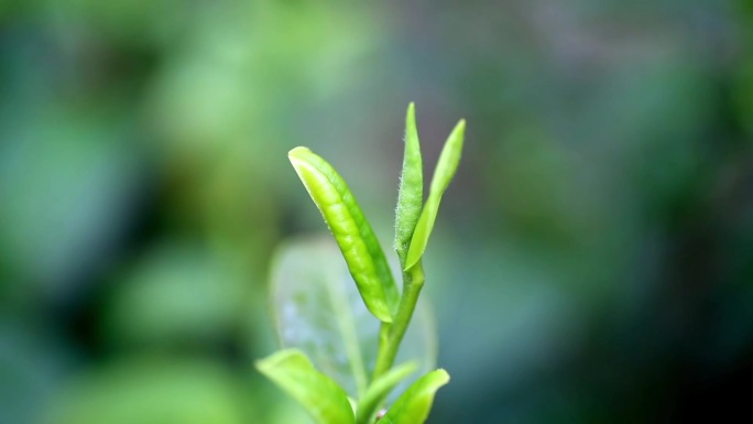 茶芽