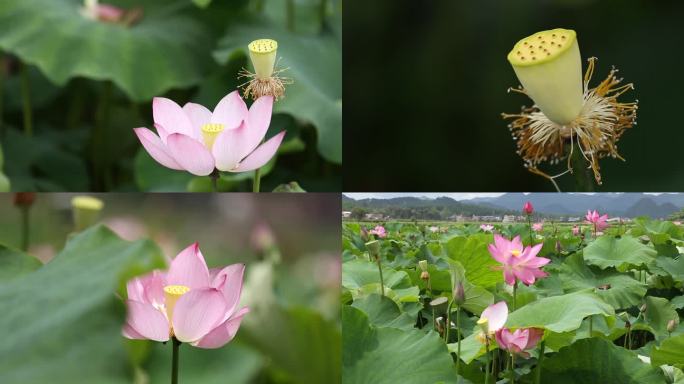 高清云南少数民族普者黑三生三世拍摄地荷花