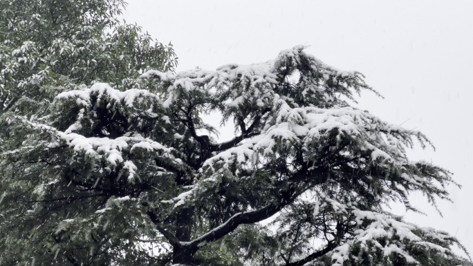 重庆冬天下雪松树