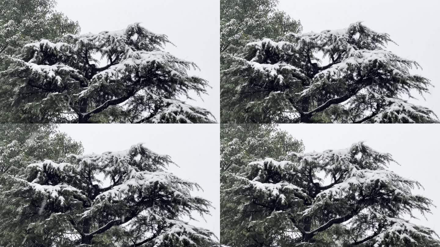 重庆冬天下雪松树