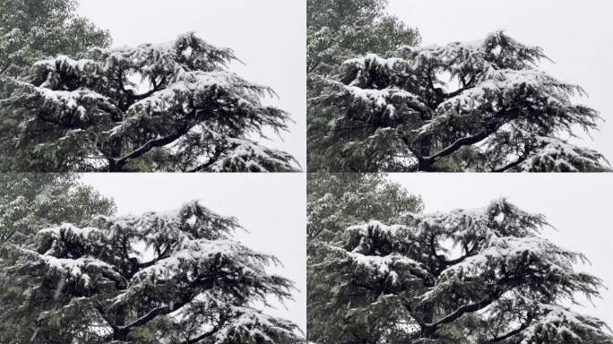 重庆冬天下雪松树