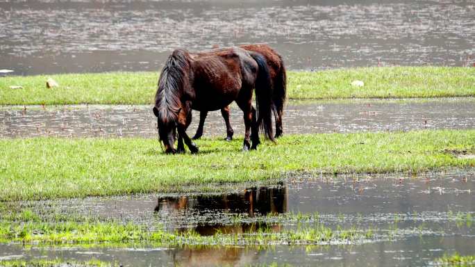 云南香格里拉纳帕海边的动物马鸬鹚