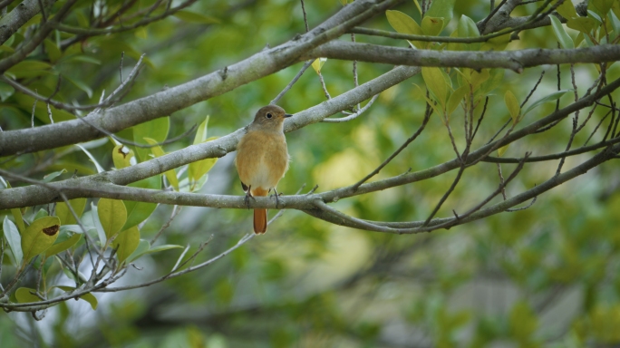 鸟春天树上的鸟自然生态环境鸟儿野生动物
