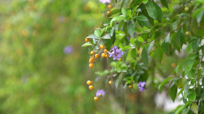 广州天河华南植物园紫色小花果实