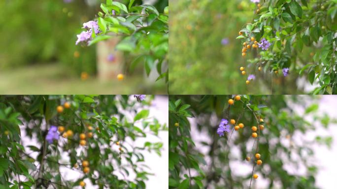 广州天河华南植物园紫色小花果实