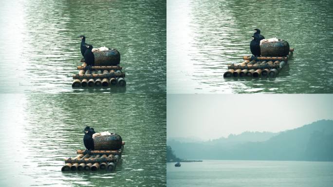 潇水在竹筏上休息的鱼鹰