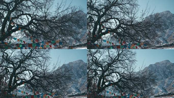 冬日阳光下的古树与经幡