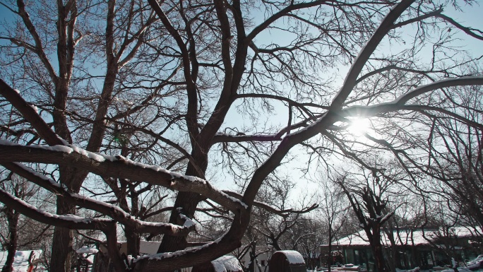 阳光穿过树枝-冬日枯树雪景