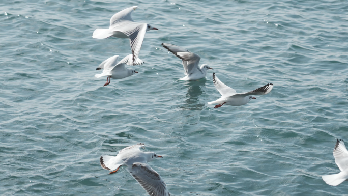 青岛旅游游客喂海鸥飞翔视频素材