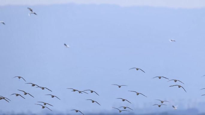深圳湾的飞行的黑尾塍鹬群、鹬鸻群、鸟群
