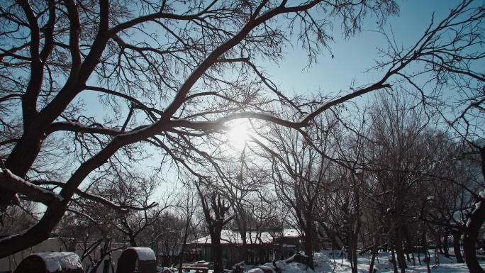 冬日雪景枯树-阳光穿过树枝