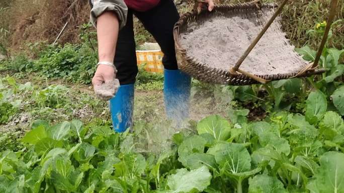 蔬菜撒火灰消毒蔬菜菜叶除虫除害施农家甲肥