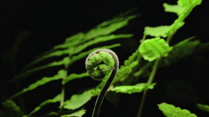 蕨类植物蕨生长延时摄影