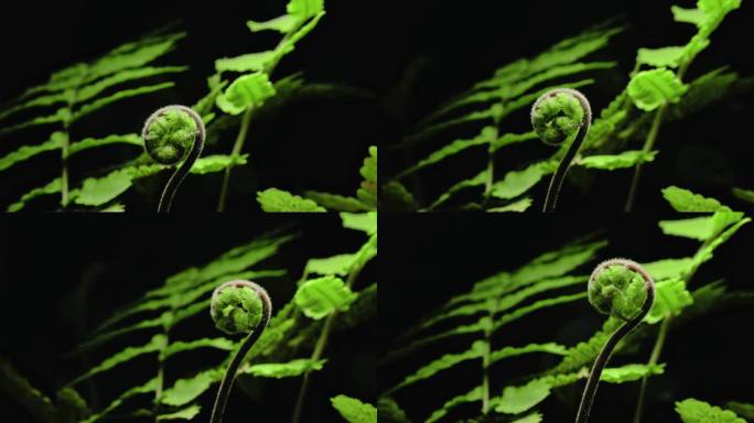 蕨类植物蕨生长延时摄影