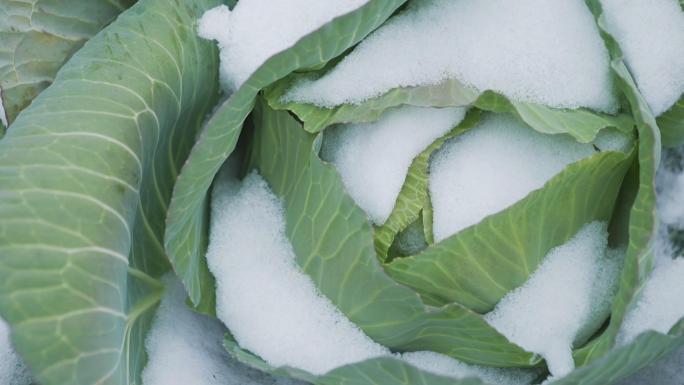 冬季大雪覆盖农村有机蔬菜