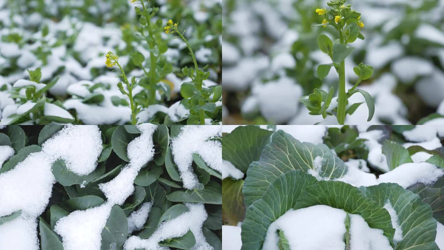 冬季大雪覆盖农村有机蔬菜