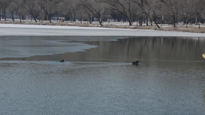 冬天在湖里游泳的鸭子