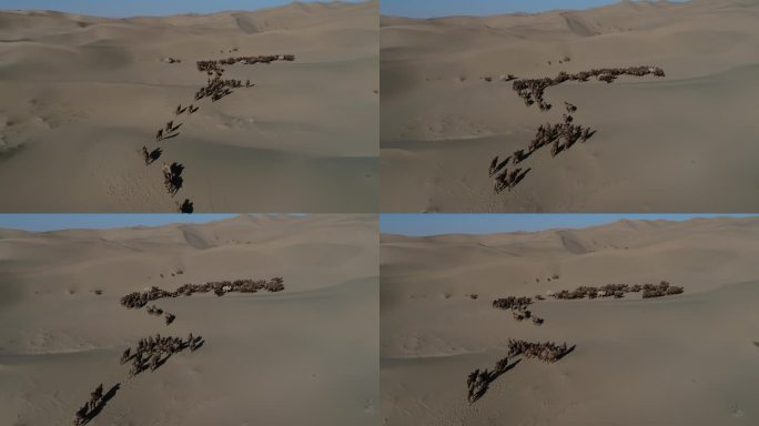 驼群穿越大漠