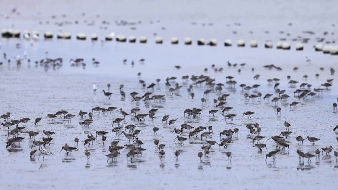 深圳湾的黑尾塍鹬、鹬鸻、鸟群