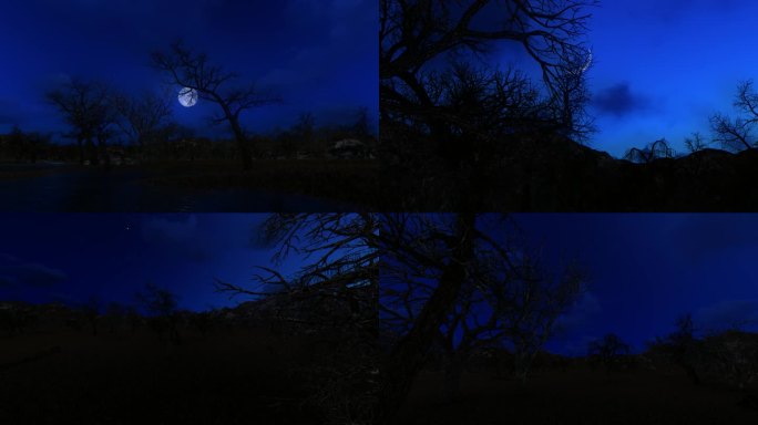 4K月光下的枯树林视频素材