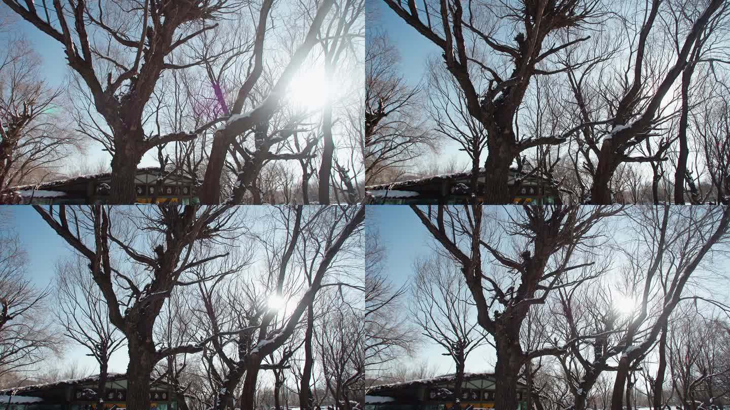 冬日枯树雪景-阳光穿过树枝