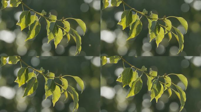 超唯美逆光树叶慢镜头升格4K实拍空镜