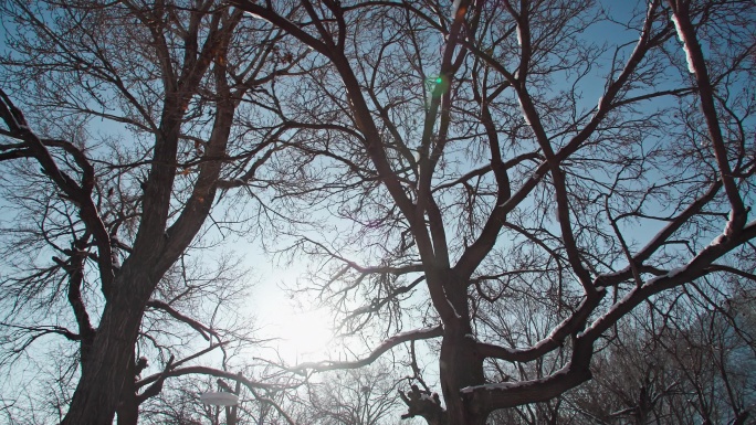 冬日雪景-阳光穿过枯树树枝
