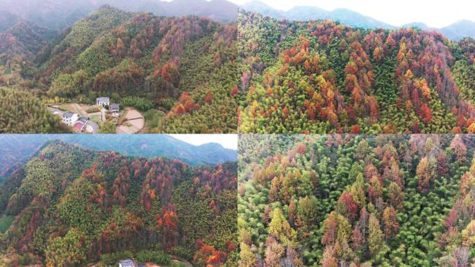 浙江浦江大畈十里听枫景区秋色航拍合集