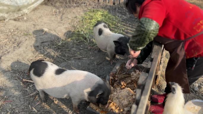 20230118农村生活 跑山鸡小香猪