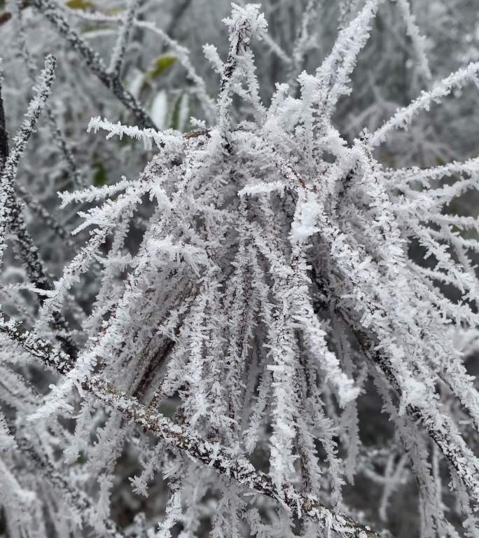 竖屏竖拍冰雪雾凇寒冷冬季