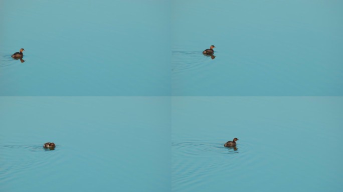 水中小鸟4K实拍空镜