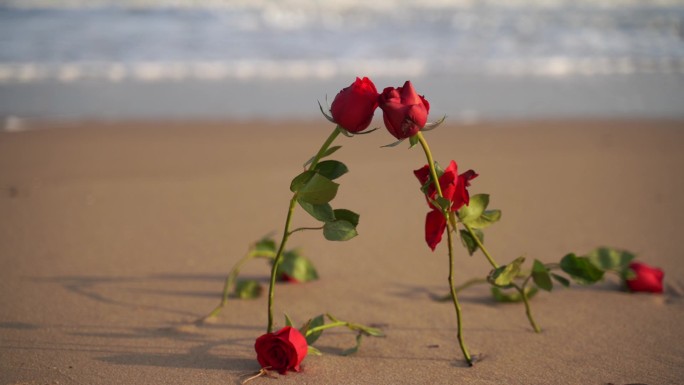 海边玫瑰花大海沙滩玫瑰