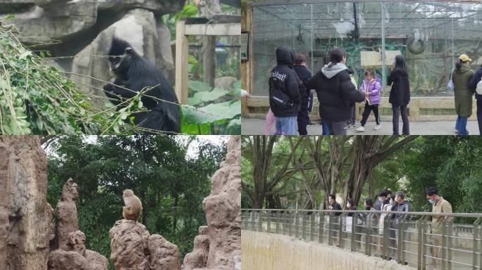 动物园-动物园的人群 4k