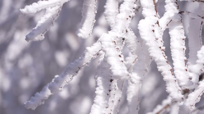 冬天寒潮冷空气树枝积雪雾凇冰凌唯美安静