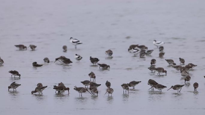 深圳湾的黑尾塍鹬、鹬鸻