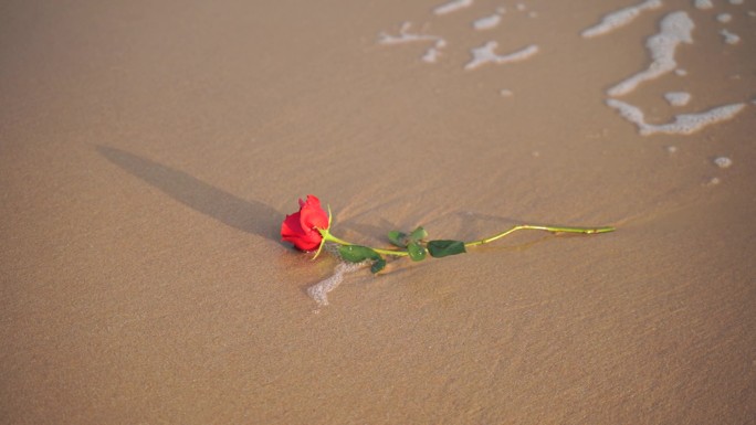 海边玫瑰花大海沙滩玫瑰