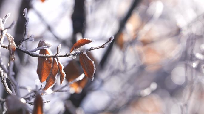 秋天霜冻树叶黄叶冰凌雾凇霜降实拍原素材