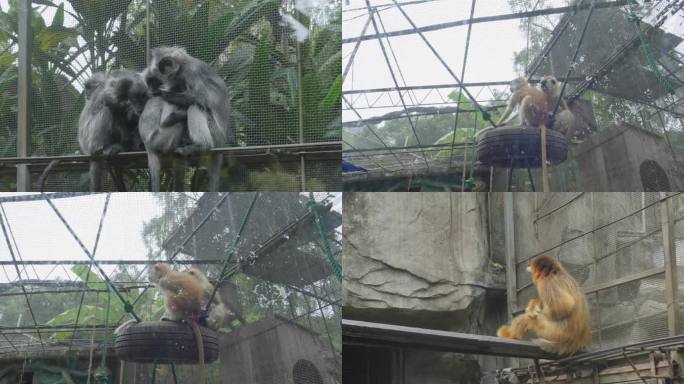 花园猴群 -动物园