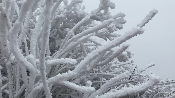 冰雪雾凇寒冷冬季