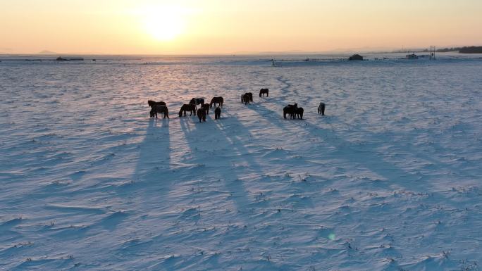 夕阳下刨雪觅食的马群